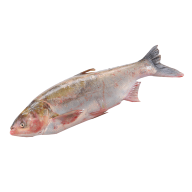 Image for product Tolstolobik cijeli