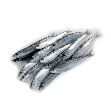 Image for product Svježa srdela meduza