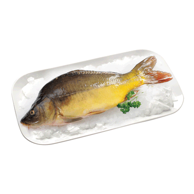 Image for product Šaran živi